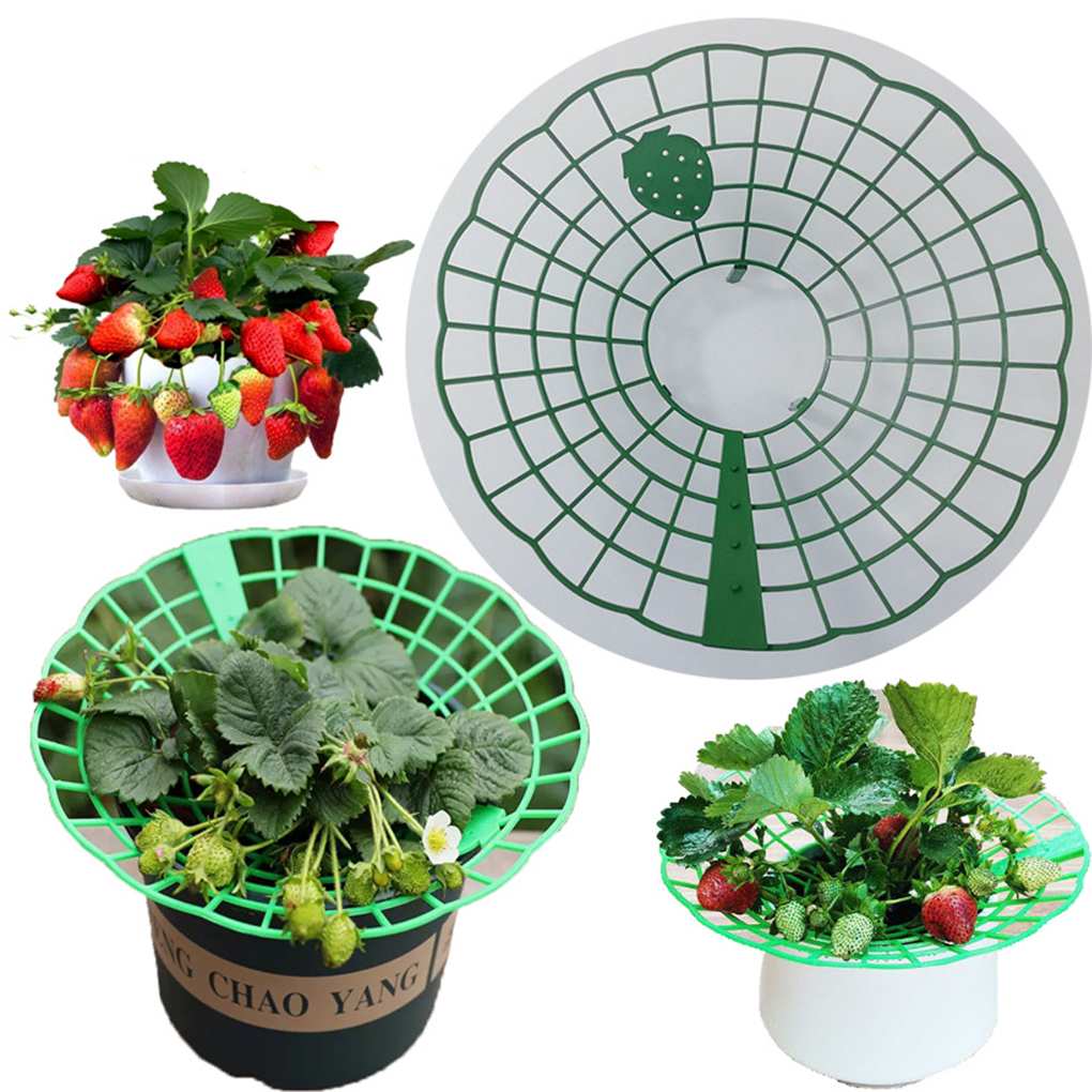 20PCS Strawberry Stand Green C - Vine Climbing Plastic review and price