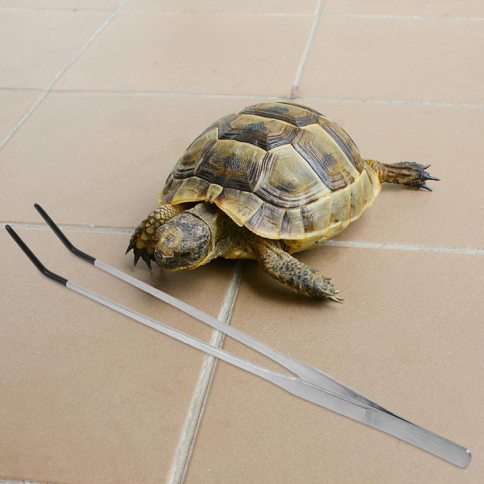 2Pcs Stainless Steel Feeding T - Feeding Tong Stainless review and price