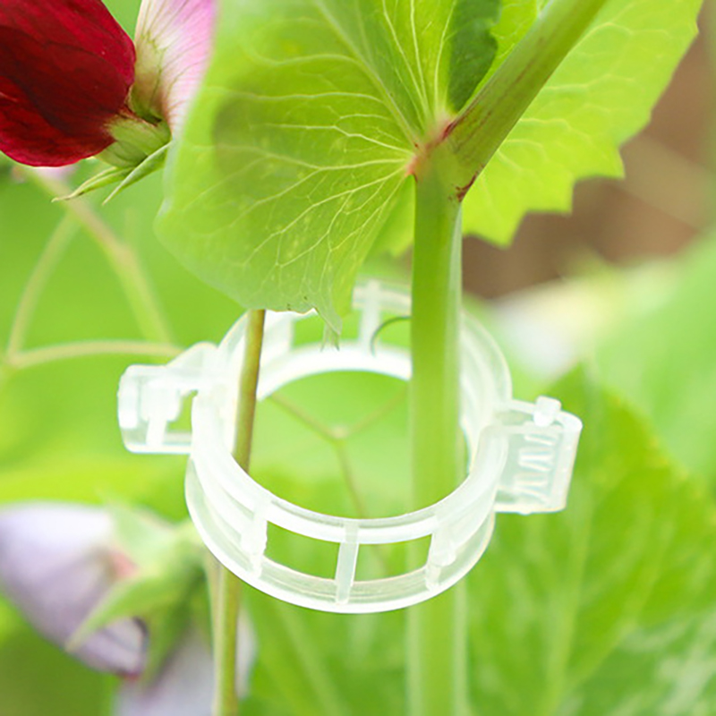100pcs Clear Plastic Plant Cli - Vine Climbing Plastic review and price