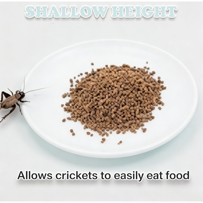 Reptile Feeding Bowl Food Dish - Water Dish Reptile review and price
