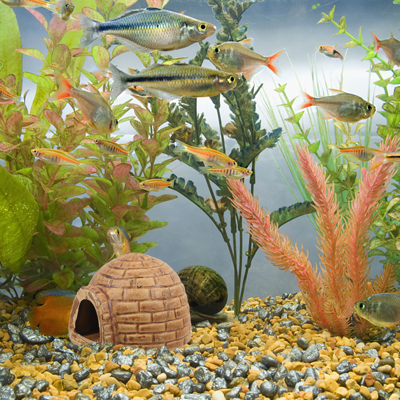Ceramic Pleco Caves for Aquari - Hide Cave Ceramic review and price